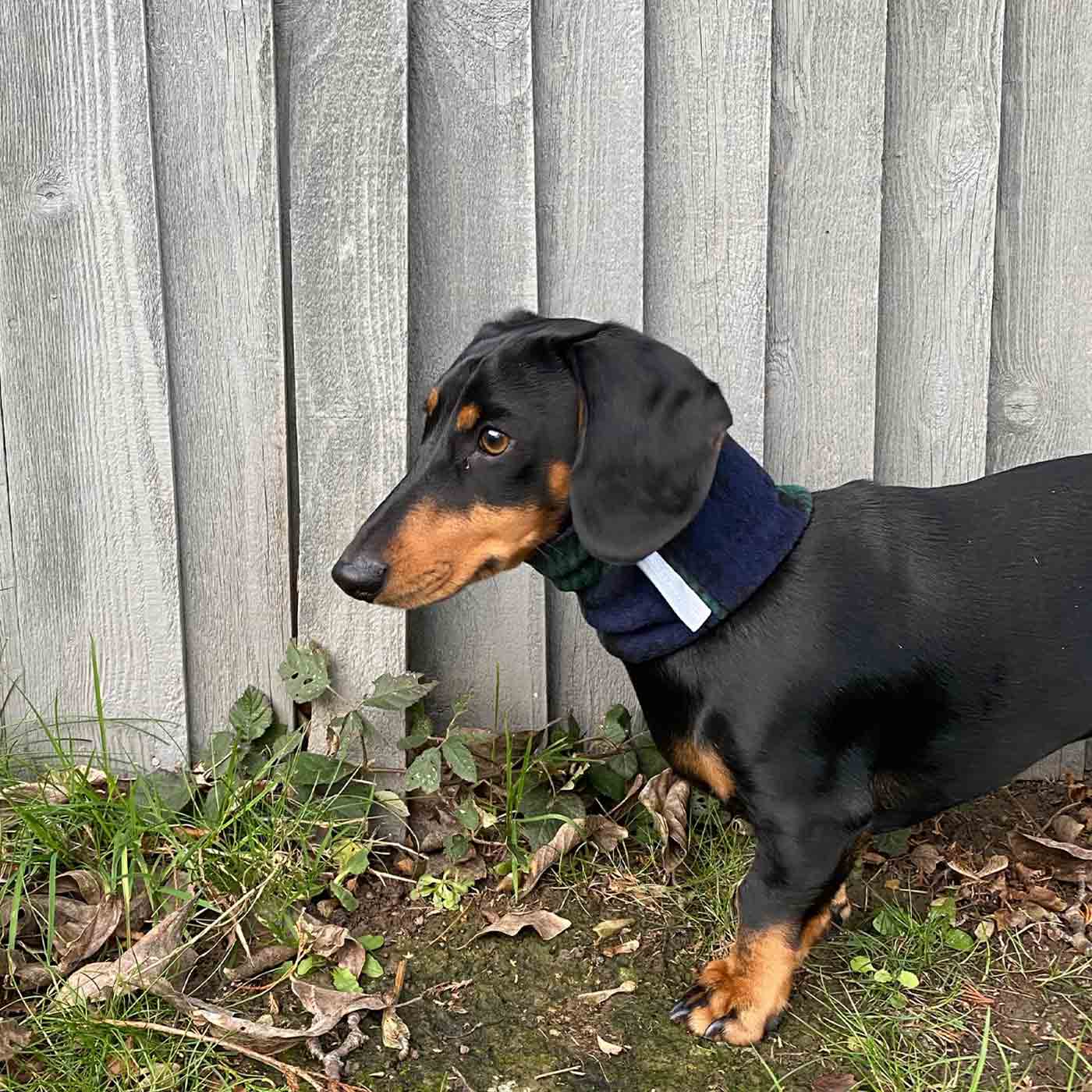 Miniature 2025 dachshund bandanas