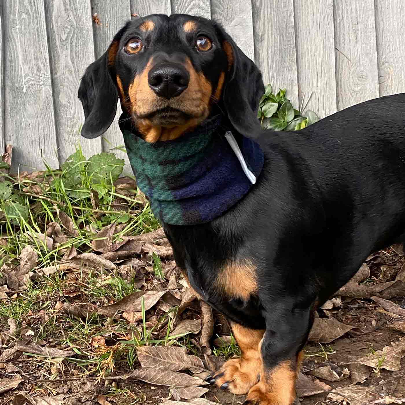 [color:green tartan] Accessorize Your Pet, With Our Stunning Snood For Dachshunds! Comes In One Size, And Totally Machine Washable, Available To Personalize Now at Lords & Labradors US