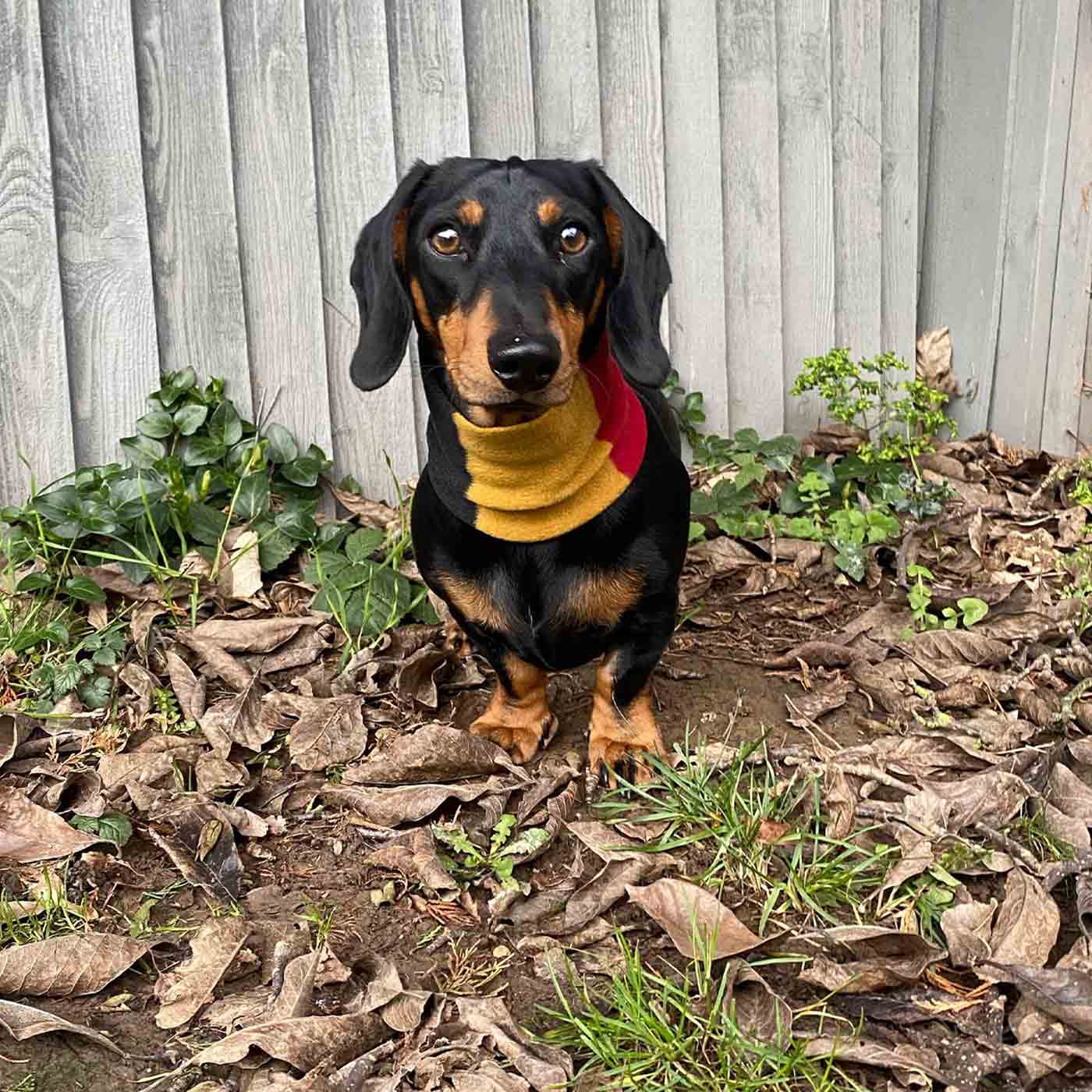 [color:new market] Accessorize Your Pet, With Our Stunning Snood For Dachshunds! Comes In One Size, And Totally Machine Washable, Available To Personalize Now at Lords & Labradors US