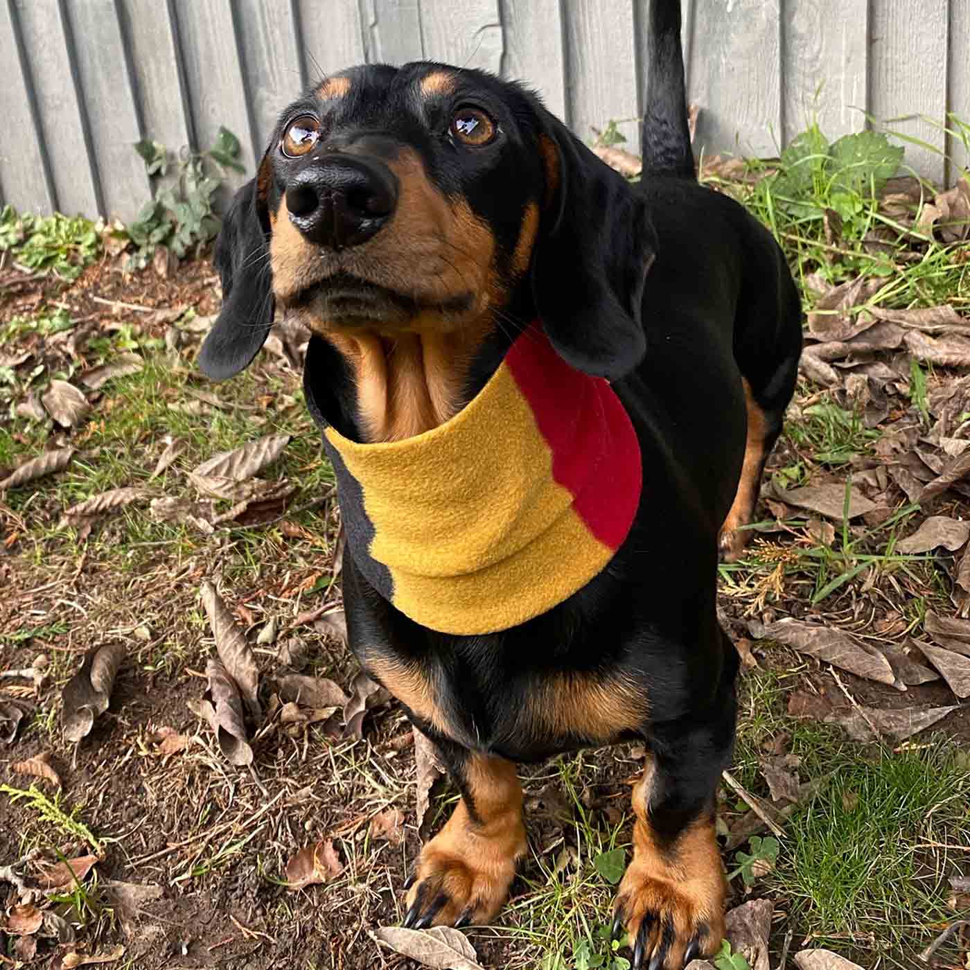 [color:new market] Accessorize Your Pet, With Our Stunning Snood For Dachshunds! Comes In One Size, And Totally Machine Washable, Available To Personalize Now at Lords & Labradors US