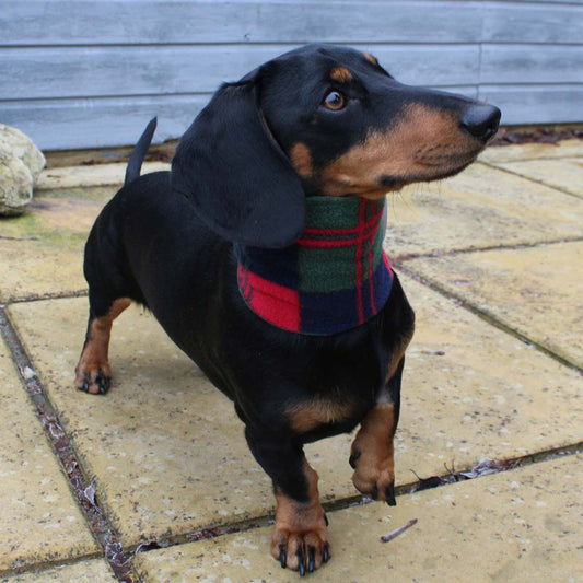 [color:red tartan] Accessorize Your Pet, With Our Stunning Snood For Dachshunds! Comes In One Size, And Totally Machine Washable, Available To Personalize Now at Lords & Labradors US