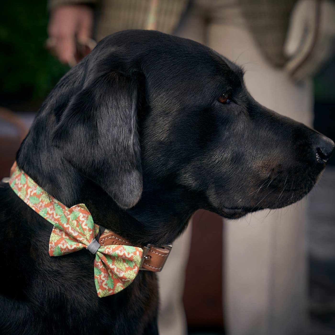 Labrador bow clearance tie