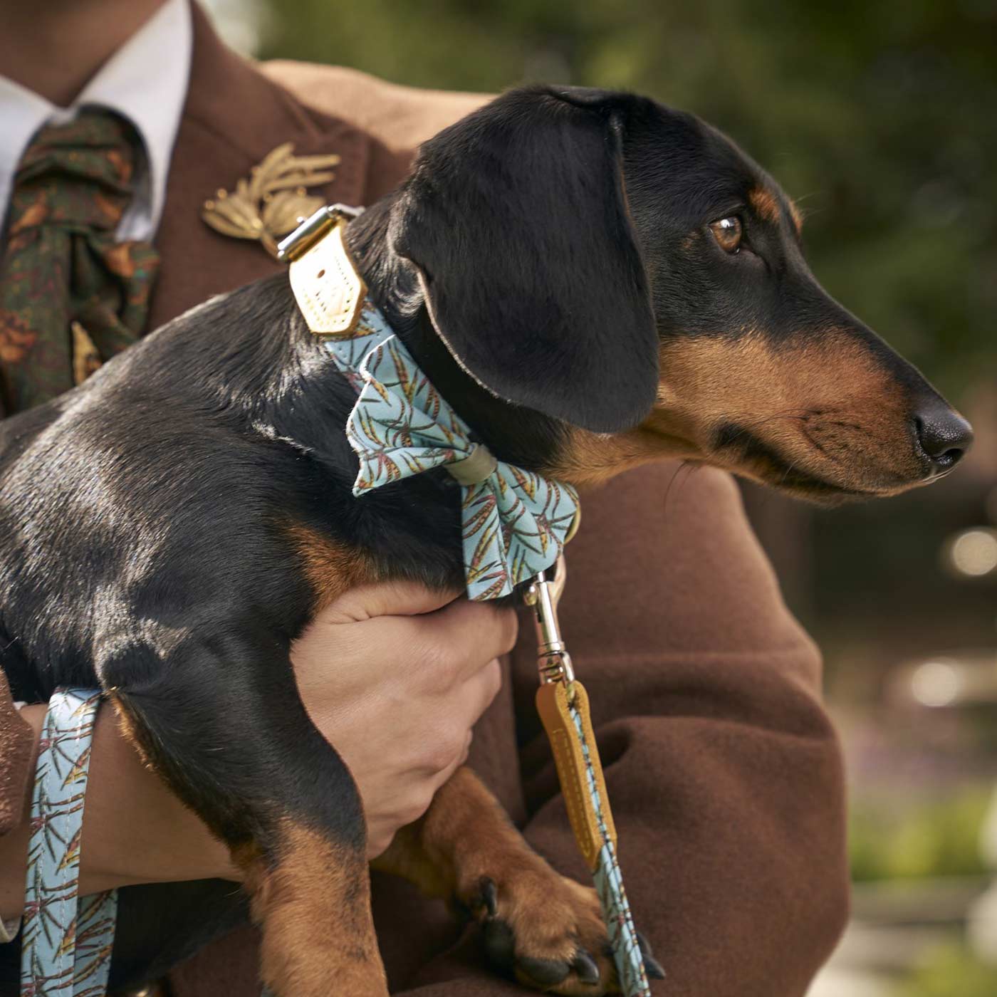 Dachshund with bow sales tie