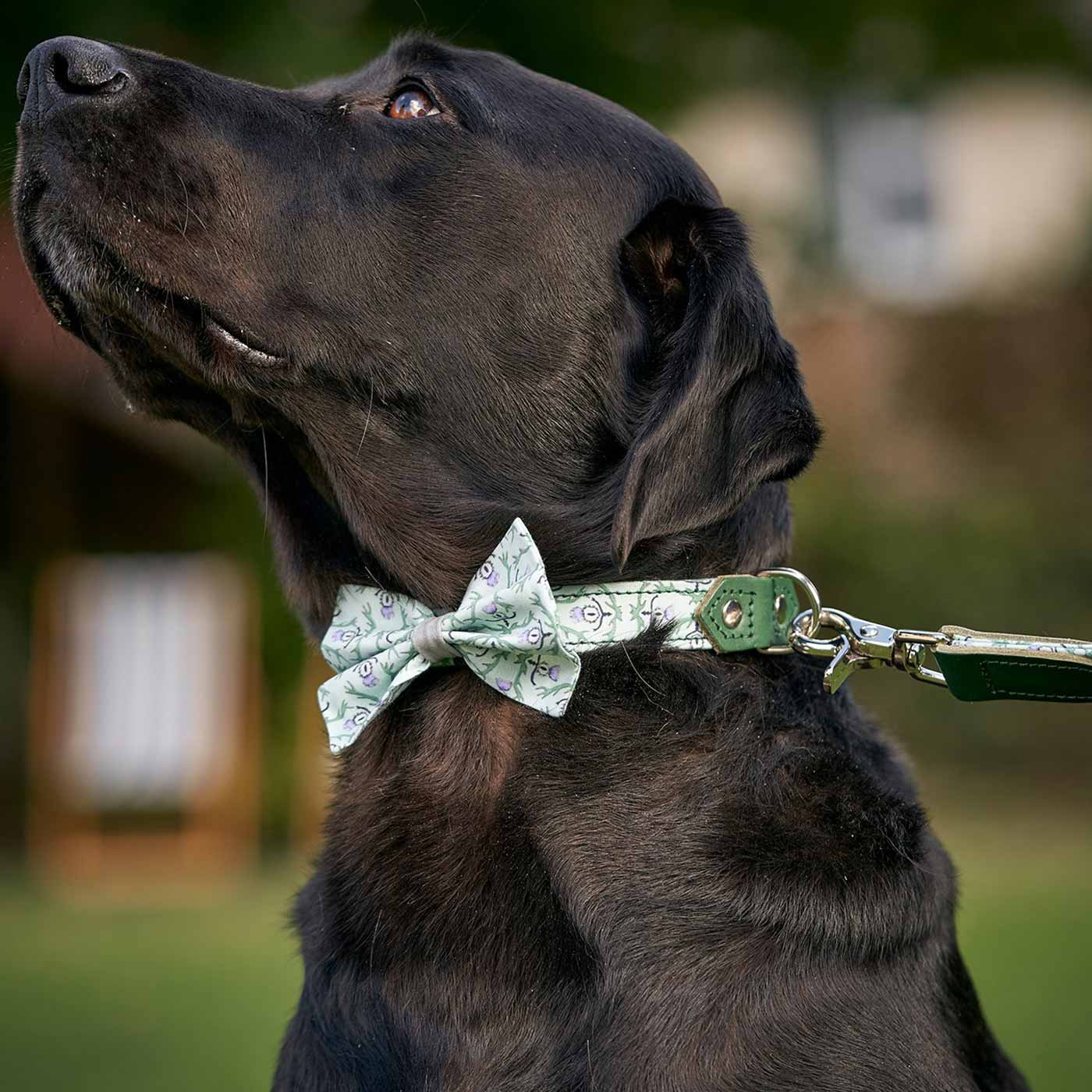 [color:stag] Set & accessorize your pooch ready for a stylish dog walk with Hiro + Wolf X L&L Dog Collar, the perfect dog walking accessory! Made using strong webbing lining to provide extra strength! Available in 3 stylish designs and 5 sizes at Lords & Labradors US