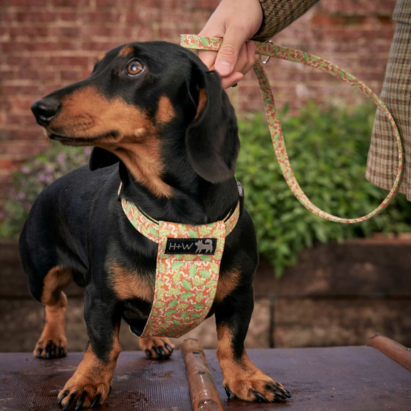 Hiro + Wolf X L&L Dog Harness | Dog Walking | Lords