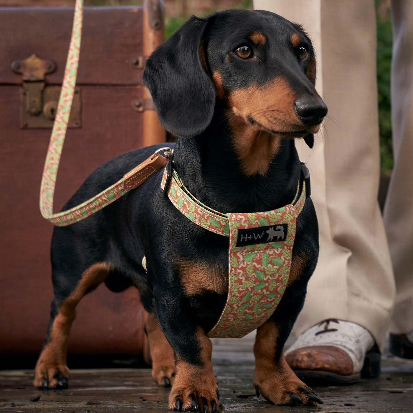 adjustable dog harness for dachshunds