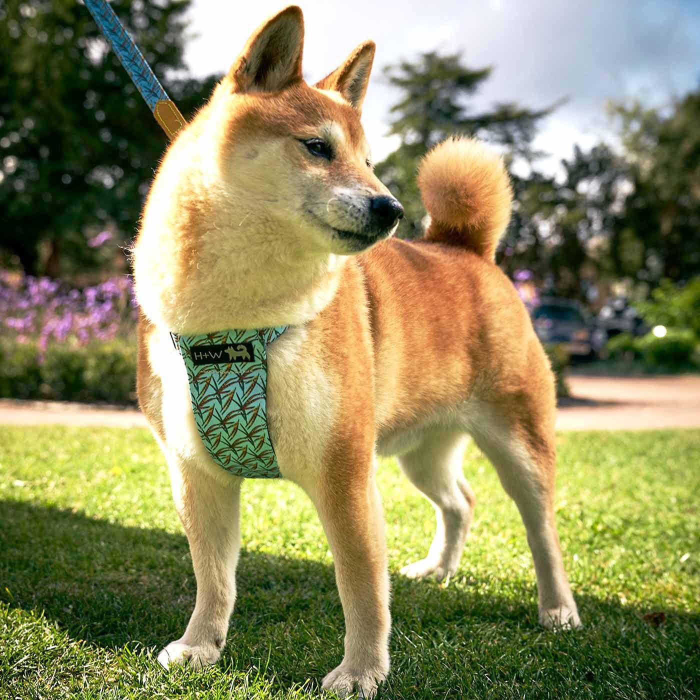 【DXM】ALPHA DOG DOG GUARD COOL ルビー ALPHAICON [アルファアイコン] DOG GUARD COOL [25DGC] ドッグ