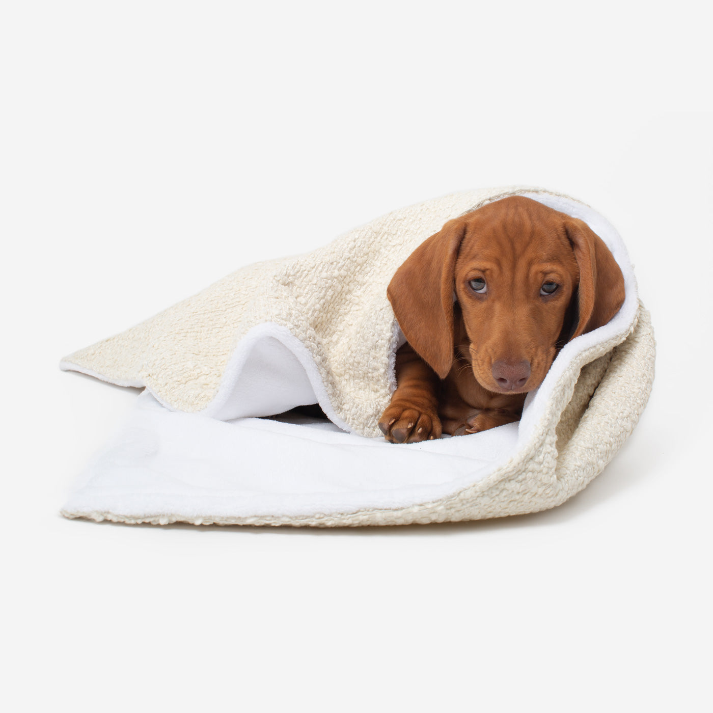 Discover Our Luxurious Dog Blanket In Luxury Ivory Bouclé Super Soft Sherpa & Teddy Fleece Lining, The Perfect Blanket For Puppies, Available To Personalize And In 2 Sizes Here at Lords & Labradors US