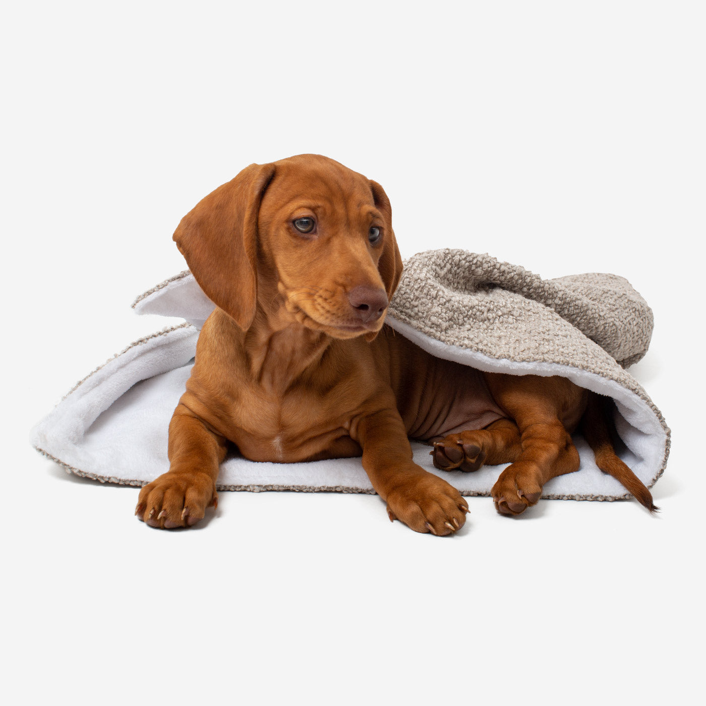 Discover Our Luxurious Dog Blanket In Luxury Mink Bouclé Super Soft Sherpa & Teddy Fleece Lining, The Perfect Blanket For Puppies, Available To Personalize And In 2 Sizes Here at Lords & Labradors US
