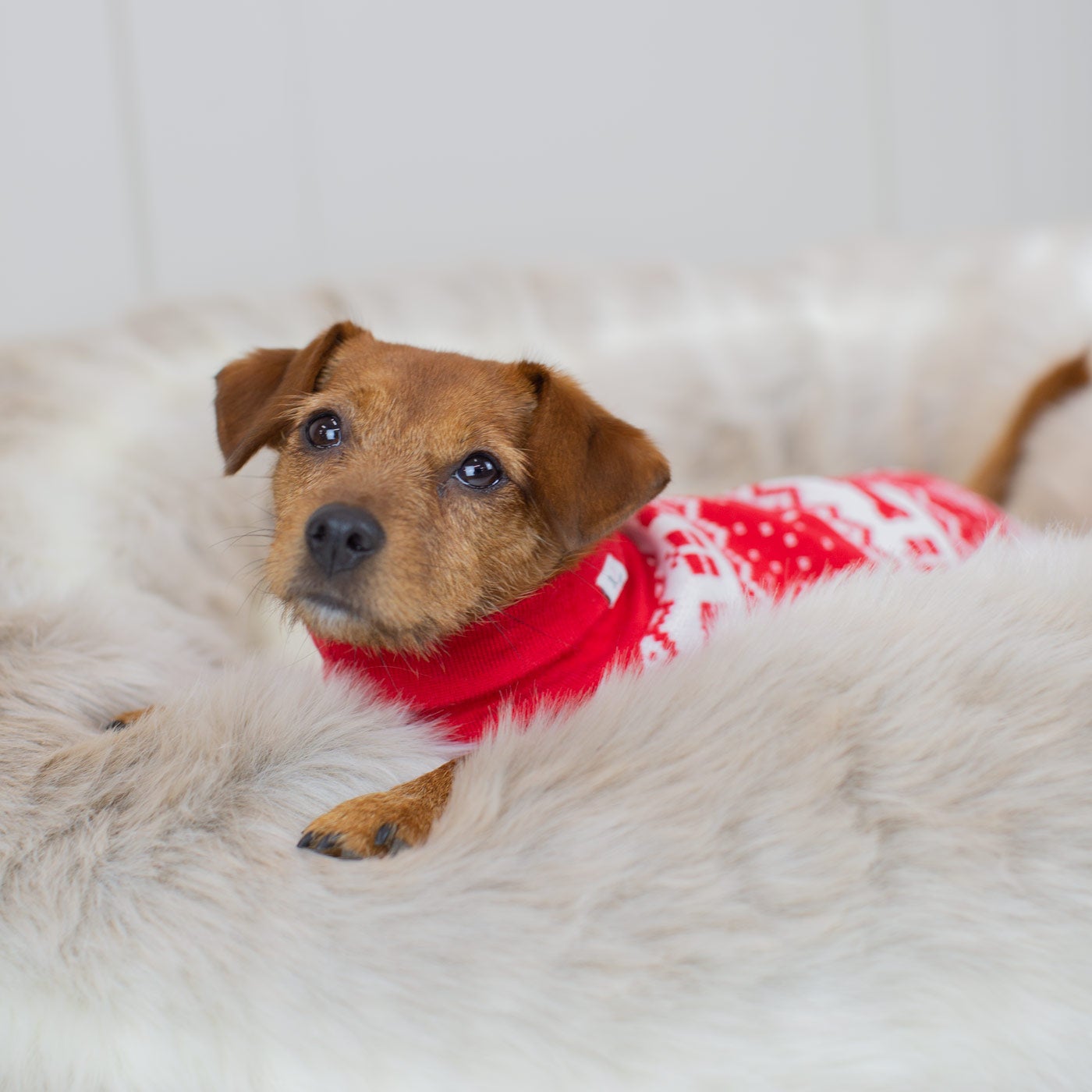 Luxury Anti-Anxiety Dog Bed, In Stunning Reindeer Faux Fur, Perfect For Your Pets Nap Time! Available Now at Lords & Labradors US