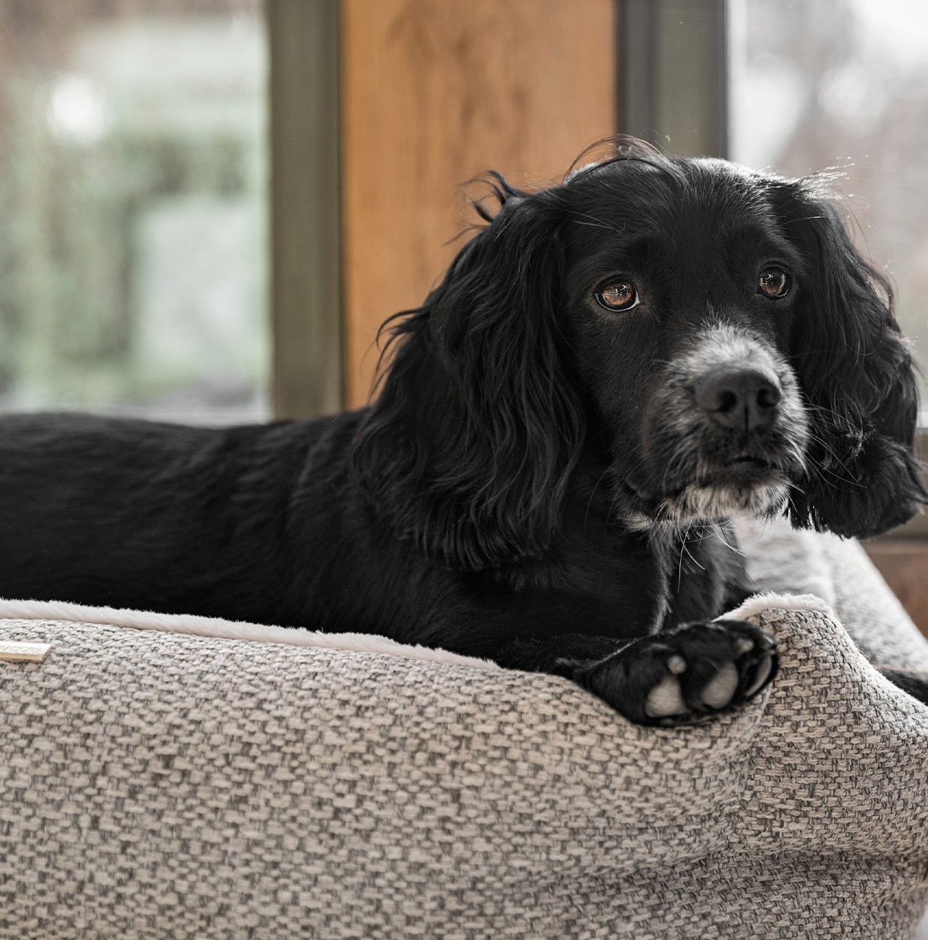Discover This Luxurious Box Bed For Dogs, Made Using Beautiful Herdwick Fabric To Craft The Perfect Dog Box Bed! In Stunning Pebble, Available Now at Lords & Labradors US