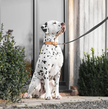 Lords & Labradors Essentials Herdwick Dog Collar Graphite