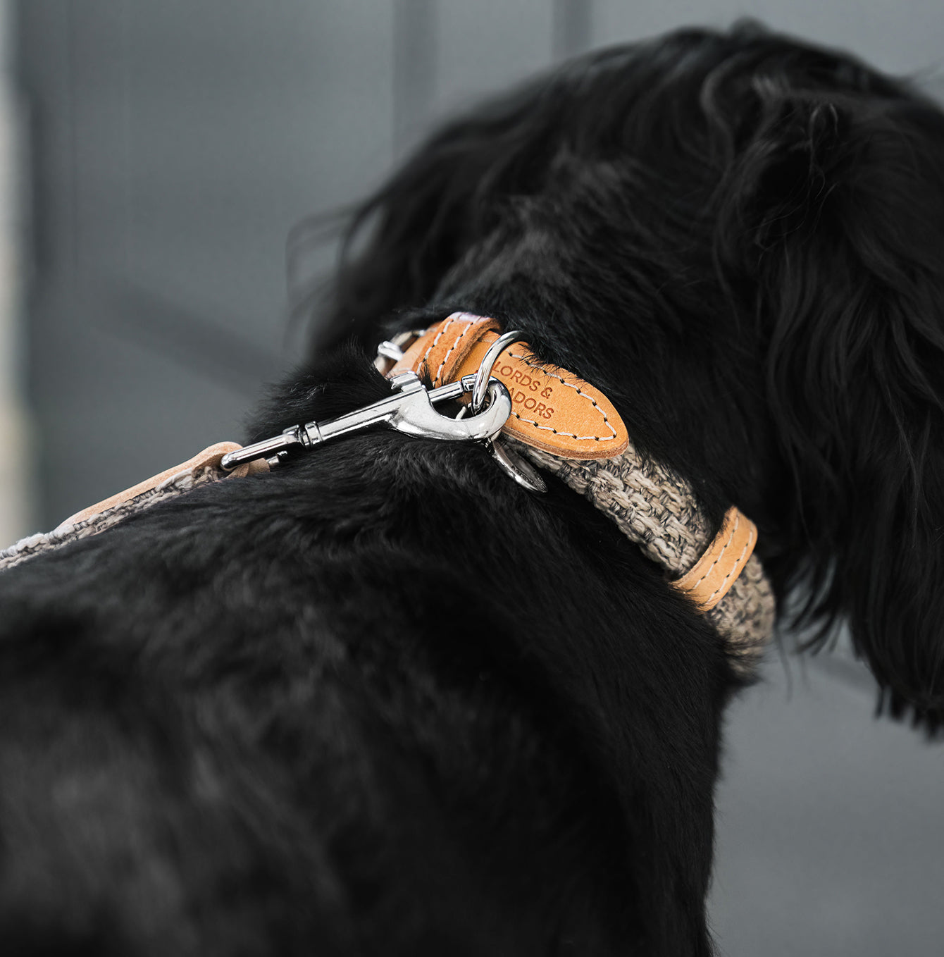 Discover dog walking luxury with our handcrafted Italian dog collar in beautiful pebble with woven grey fabric! The perfect collar for dogs available now at Lords & Labradors US