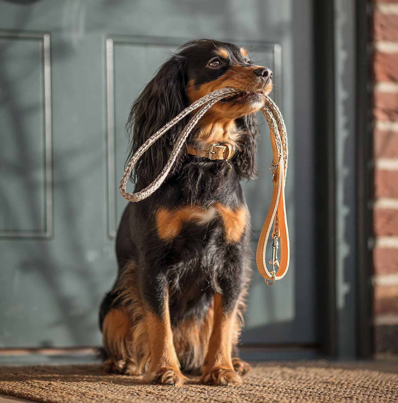 Discover dog walking luxury with our handcrafted Italian dog collar in beautiful pebble with woven grey fabric! The perfect collar for dogs available now at Lords & Labradors US