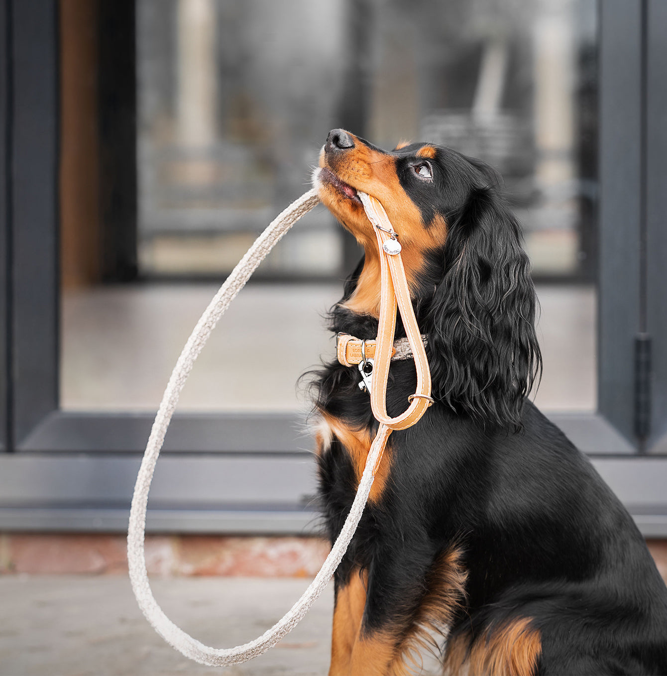 Discover dog walking luxury with our handcrafted Italian Herdwick dog leash in beautiful Sandstone with woven natural sandstone fabric! The perfect leash for dogs available now at Lords & Labradors US