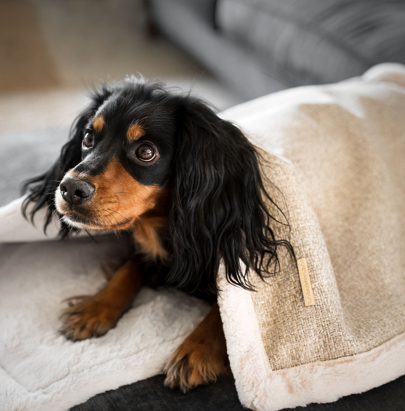 Present your furry friend with our luxuriously thick, plush blanket for your pet. Featuring a reverse side with hardwearing woven fabric handmade in Italy for the perfect high-quality pet blanket! Essentials Herdwick Blanket In Sandstone, Available now at Lords & Labradors US