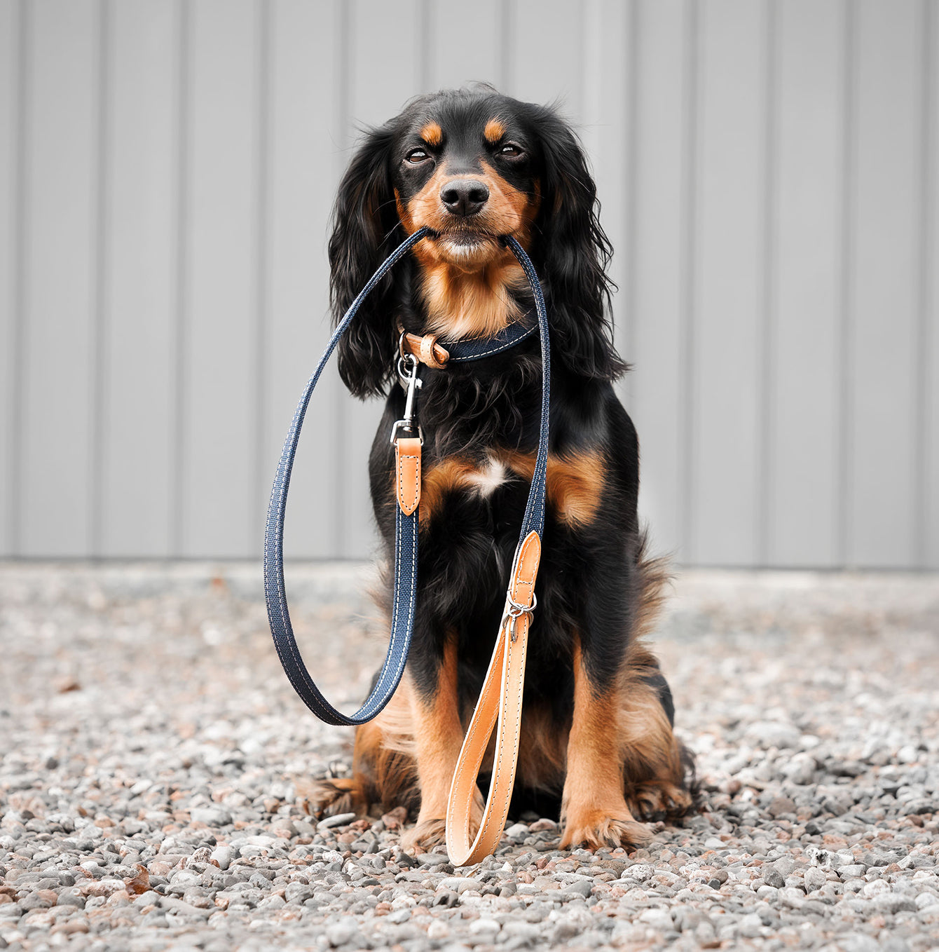 Discover dog walking luxury with our handcrafted Italian dog leash in beautiful essentials twill navy denim with denim blue fabric! The perfect leash for dogs available now at Lords & Labradors US