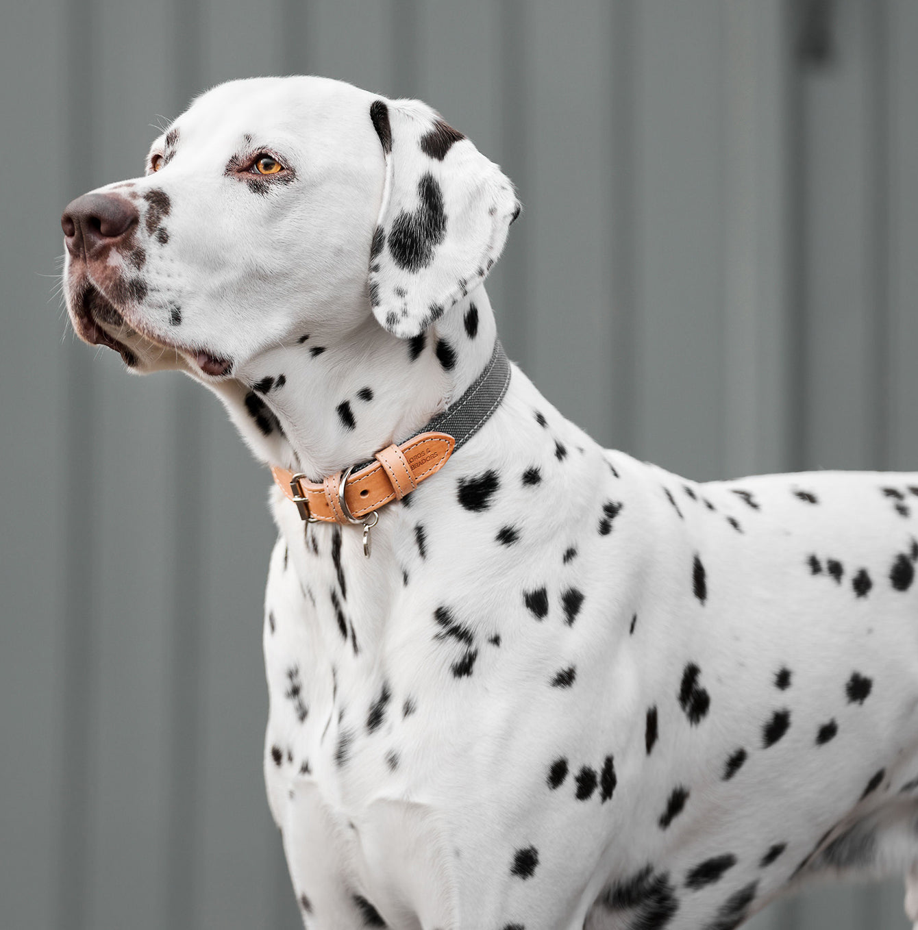 Lords & Labradors Essentials Twill Dog Collar Slate