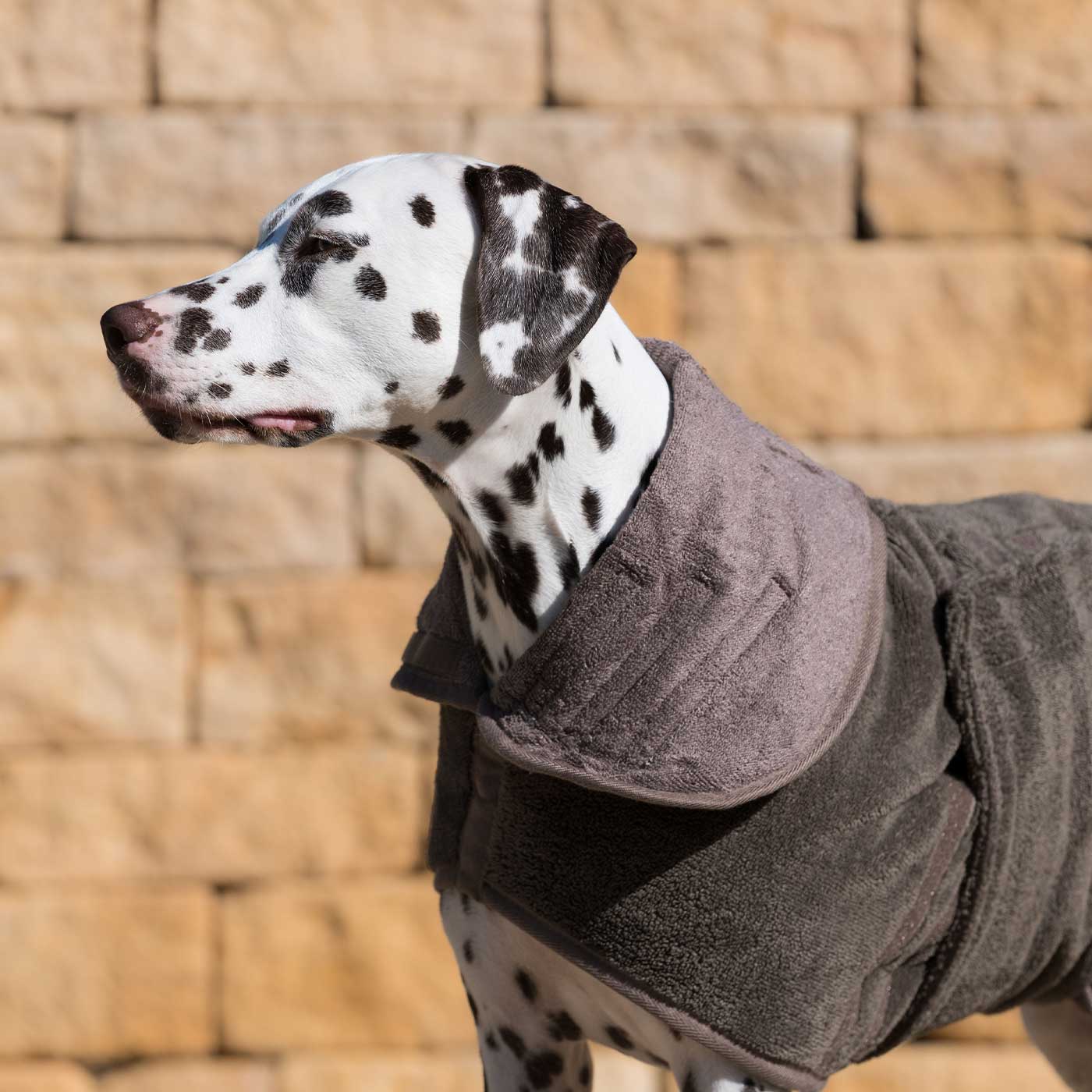 Discover the perfect dog drying with our bamboo dog drying coat in Mole (Brown) The ideal choice for pet drying after walking and bath-time. Made using luxurious bamboo to aid sensitive skin! Available to personalize now at Lords & Labradors US, in 5 sizes and 4 beautiful colors!