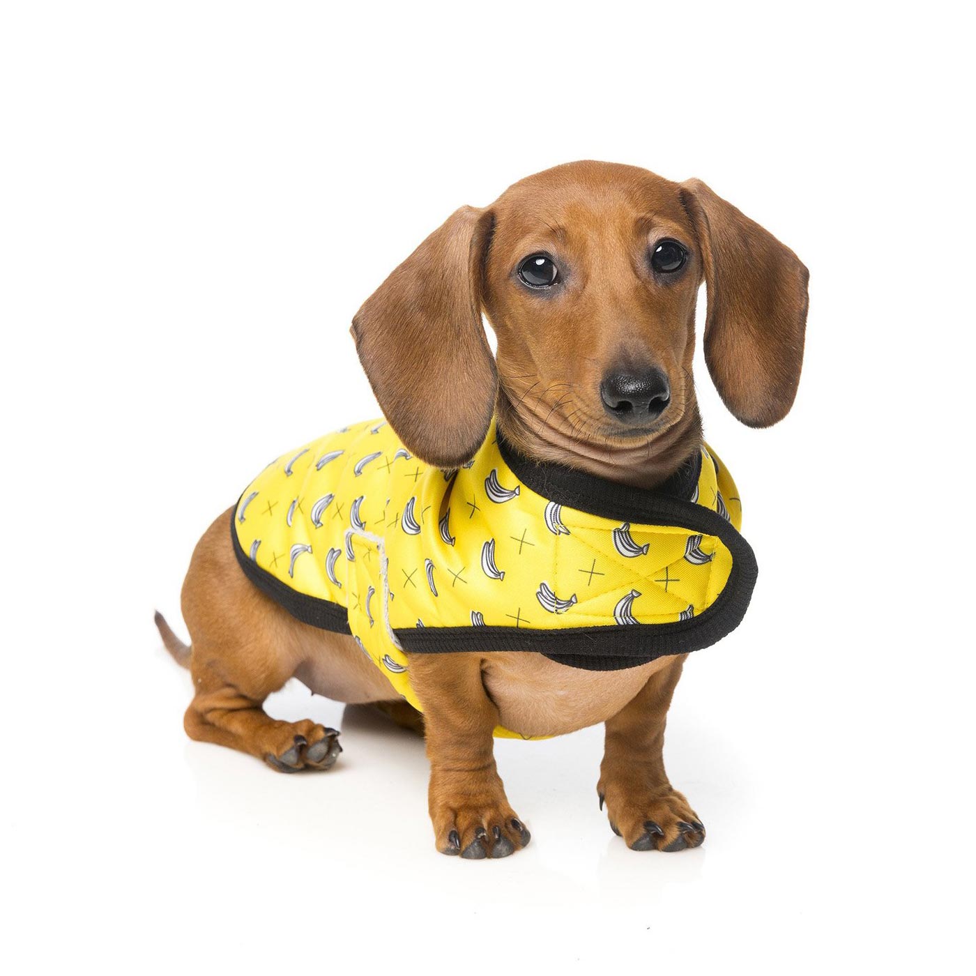 Discover FuzzYard Monkey Mania Wrap Coat. Featuring Velcro fastened straps, and Machine washable. Available in 4 sizes at Lords & Labradors US