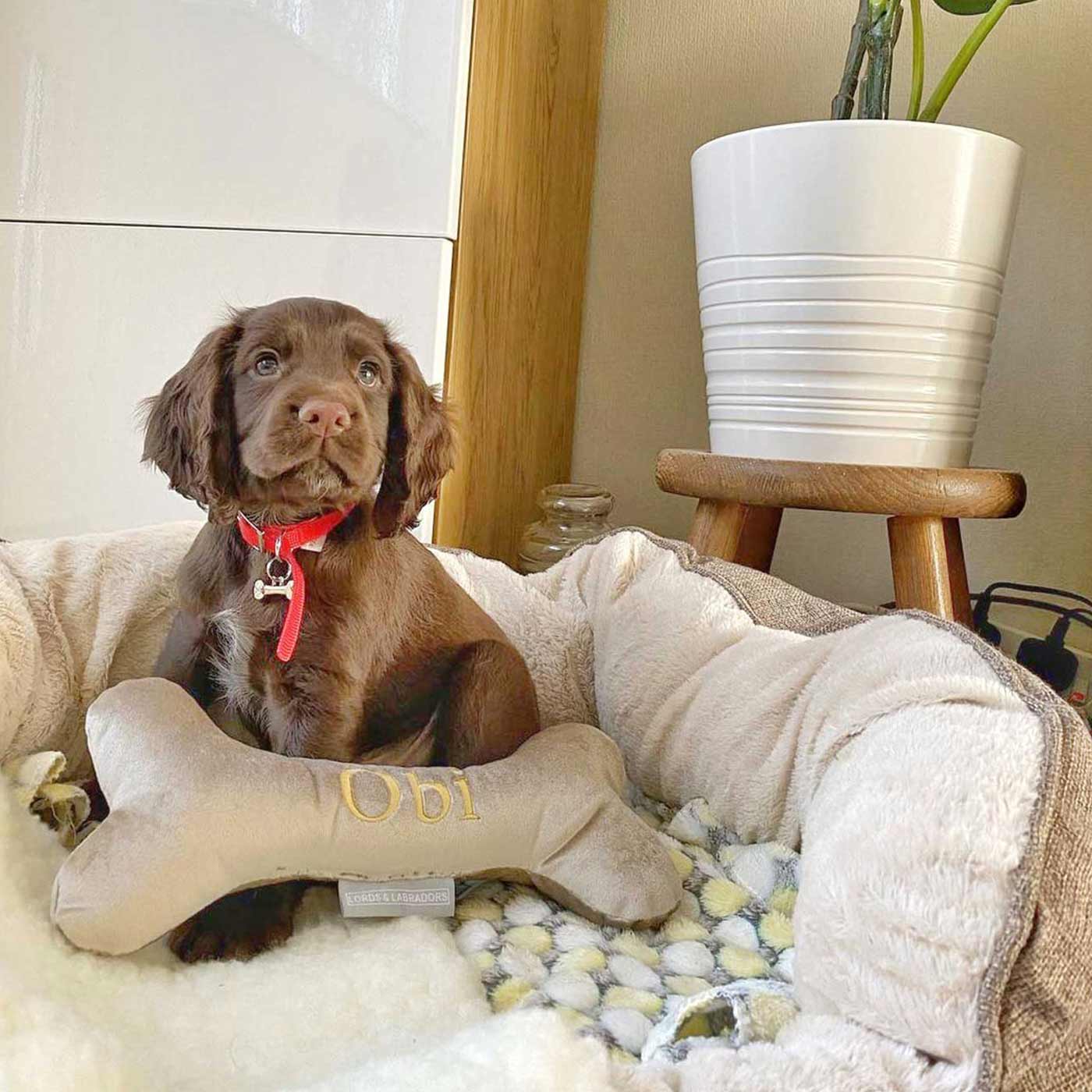 Discover The Perfect Bone For Dogs, Luxury Dog Bone Toy In Mushroom Velvet, Available To Personalize Now at Lords & Labradors US