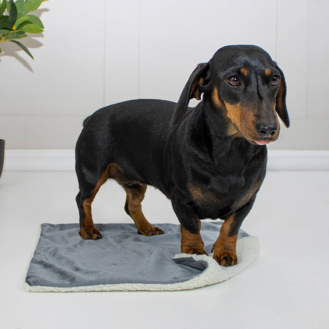 [color:elephant velvet] Luxury Velvet Pet Blanket, In Stunning Elephant Velvet. The Perfect Blanket For Dogs, Available at Lords & Labradors US